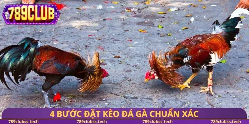 4 bước đặt kèo đá gà chuẩn xác