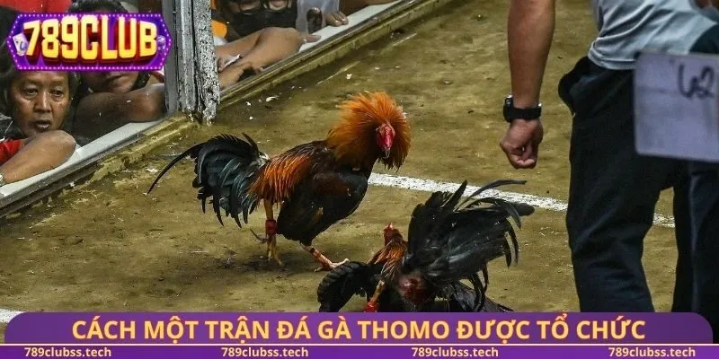 Cách một trận đá gà Thomo được tổ chức