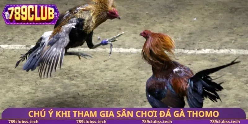 Chú ý khi tham gia sân chơi đá gà Thomo
