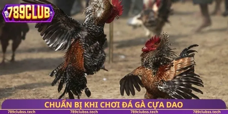 Chuẩn bị khi chơi đá gà cựa dao