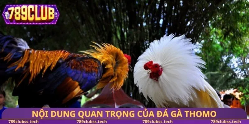 Nội dung quan trọng của đá gà Thomo