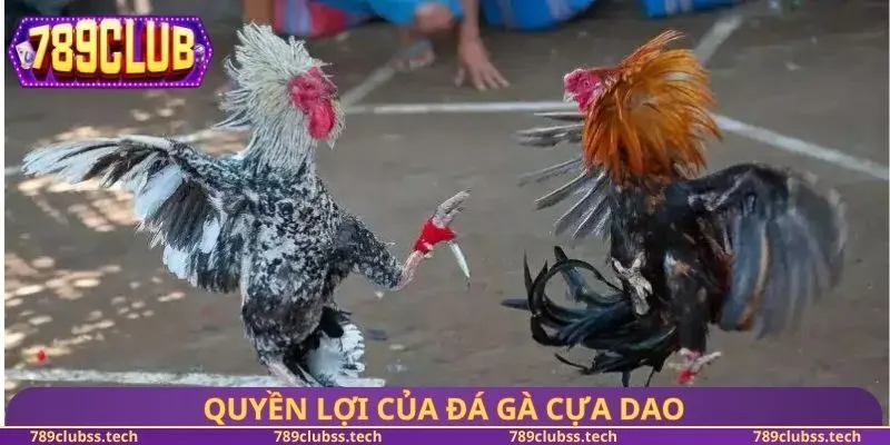 Quyền lợi của đá gà cựa dao