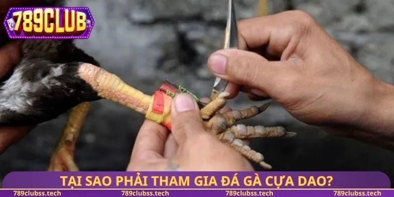 Tại sao phải tham gia đá gà cựa dao?