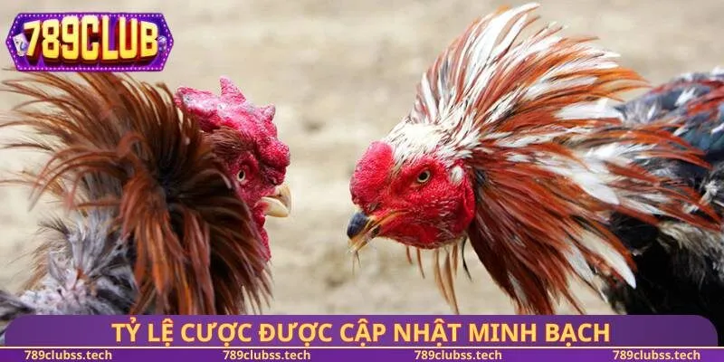 Tỷ lệ cược được cập nhật minh bạch