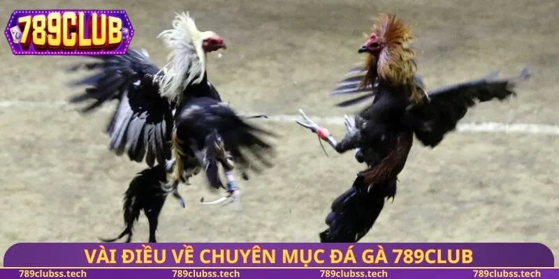 Vài điều về chuyên mục đá gà 789CLUB